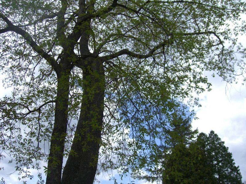 Tree-Sky-Veronica