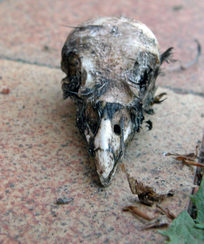 Bird Skull