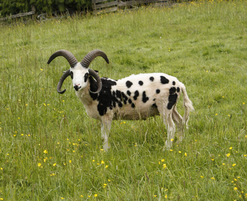 One Jacobs Sheep