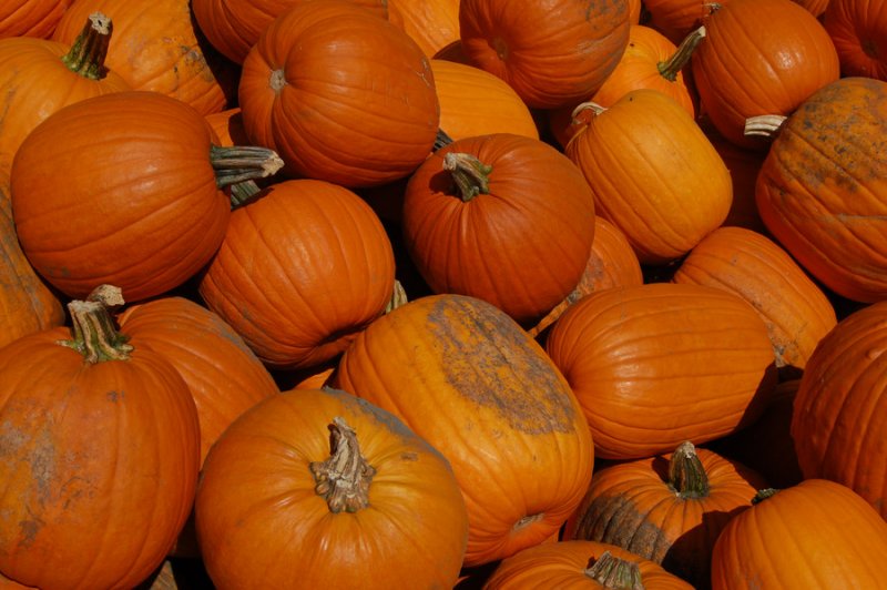 Golden  Hoard Sep 30 2007 Bengston Pumpkin Farm0003.jpg