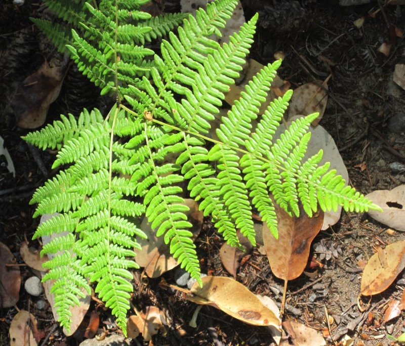 Bracken Fern