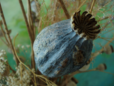 Papever Somniferum Gigantium Poppy