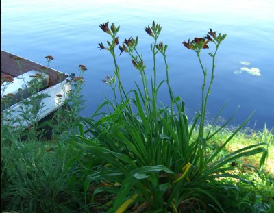 waterboatflowers.jpg