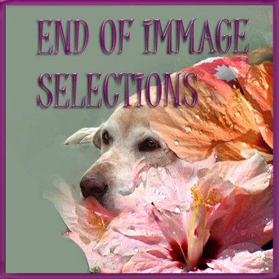 End of Image Selections