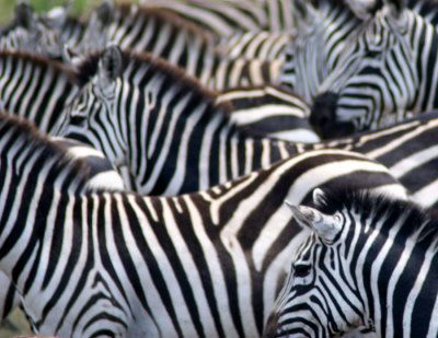 sxc-zebras