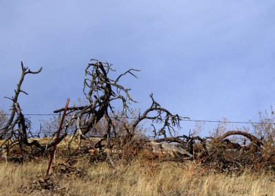 Dead Trees