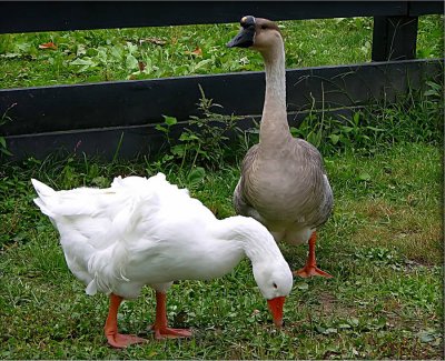 geese01rs.jpg