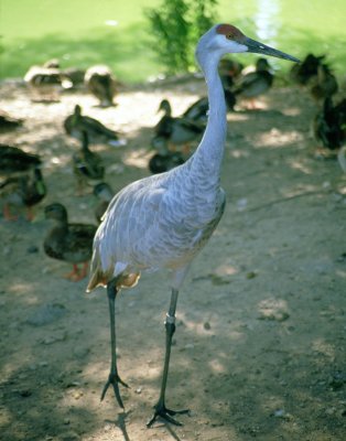 Crane rs.jpg