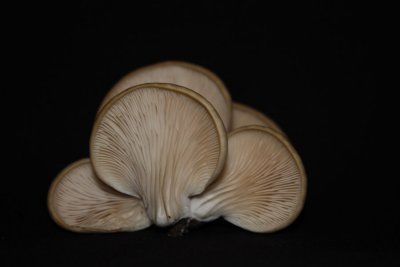 Skunk-Mushrooms