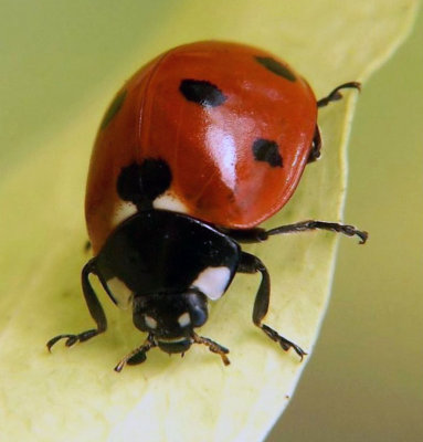 Ladybug-Image-After