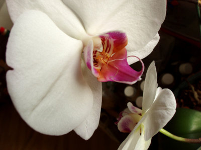 Orchid (Skunk)