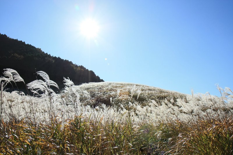 Japan - Hakone Silver Grass Field