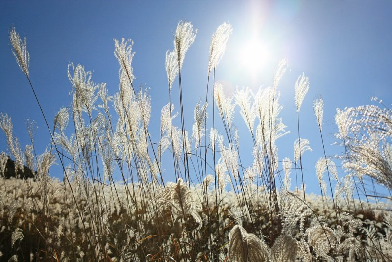 Japan Hakone Silver Grass Field Photo Khoi Huynh Dinh Photos At Pbase Com
