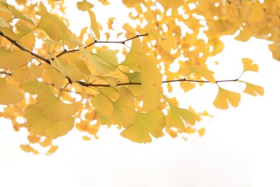 Japan - Gingko Biloba Leaves
