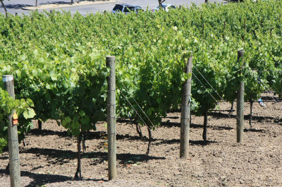 San Francisco - Taittinger Napa