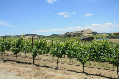 San Francisco - Taittinger Napa