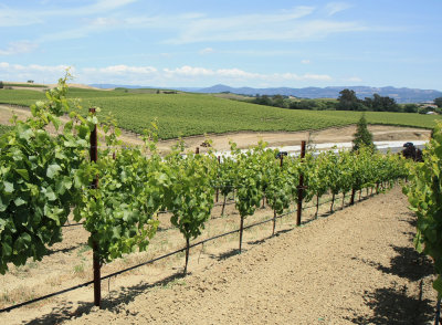 San Francisco - Taittinger Napa