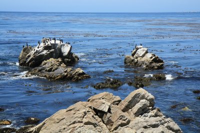 San Francisco - 17 Mile Drive
