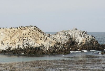 San Francisco - 17 Mile Drive
