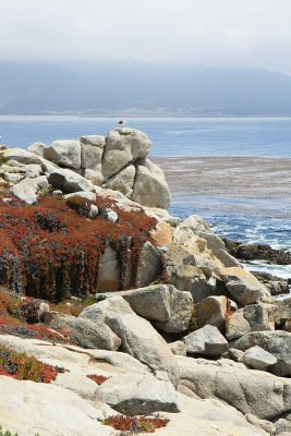 San Francisco - 17 Mile Drive