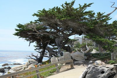 San Francisco - 17 Mile Drive