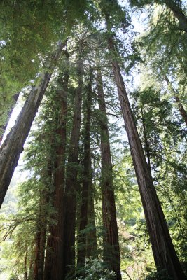 San Francisco - Muir Woods