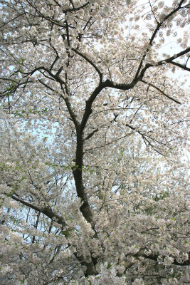 New-York Botanical Garden - White Cherry Tree