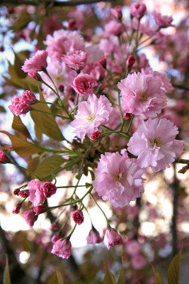 New-York Botanical Garden - Pink Cherry Flowers