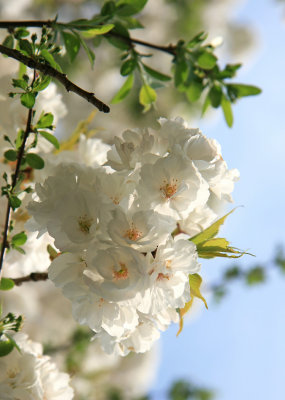 New-York Botanical Garden - White Cherry Flowers