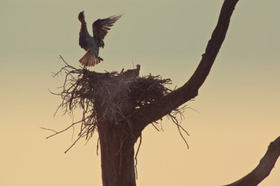 Osprey in the morning