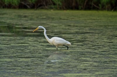 Egret with fish