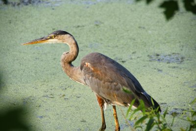 Blue Heron