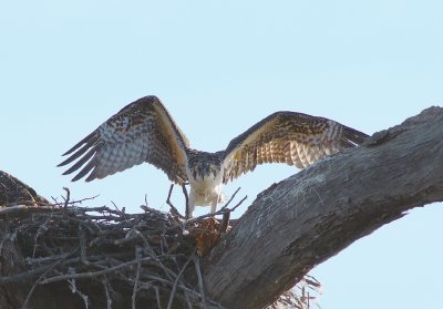 Young Osprey
