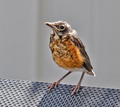 Young Robin 