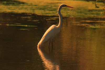 Egret in early morning