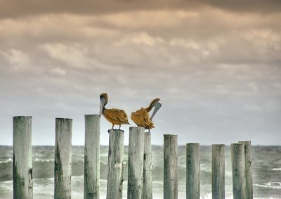 pelicans2