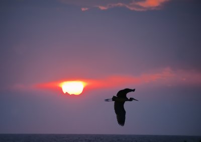 Sunrise Heron