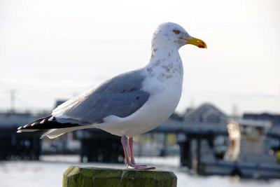 Gull.