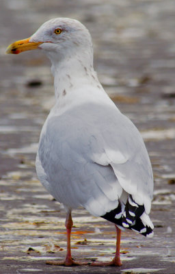 Gull