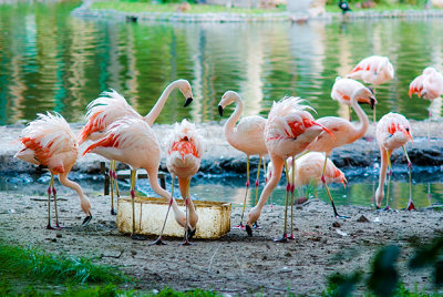 Flamingos. Buenos Aires, Argentina