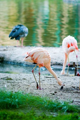 Flamingos. Buenos Aires, Argentina