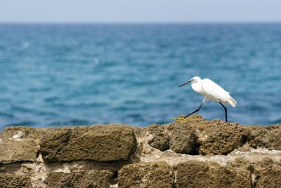 Little bird. Caesarea, Israel
