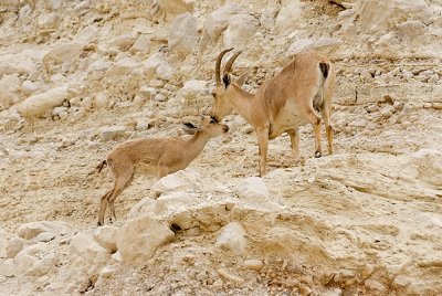 Ibex. En Gedi Israel