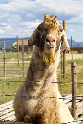 A Goat. Goat farm somewhere in Colorado