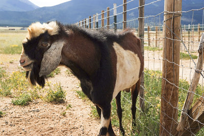 A Goat. Goat farm somewhere in Colorado