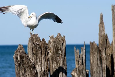 Seagull. Chicago, IL