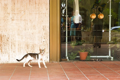 A cat. Tel Aviv, Israel