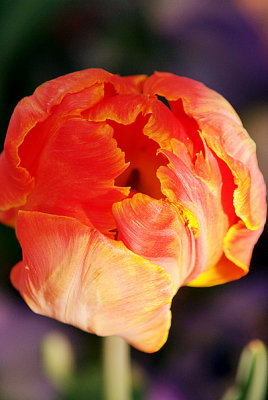 Tulip - red