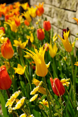 Tulip - yellow