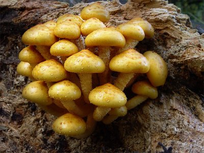 Yellow fungi
